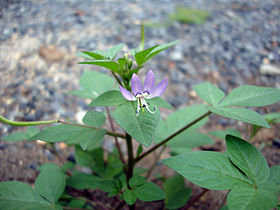 Cleome_rutidosperma_(2).jpg