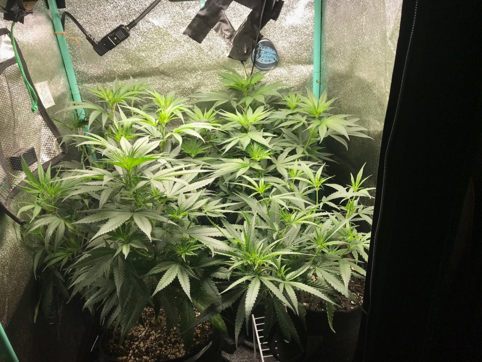 Clone tent 6-5-22 F6.jpg