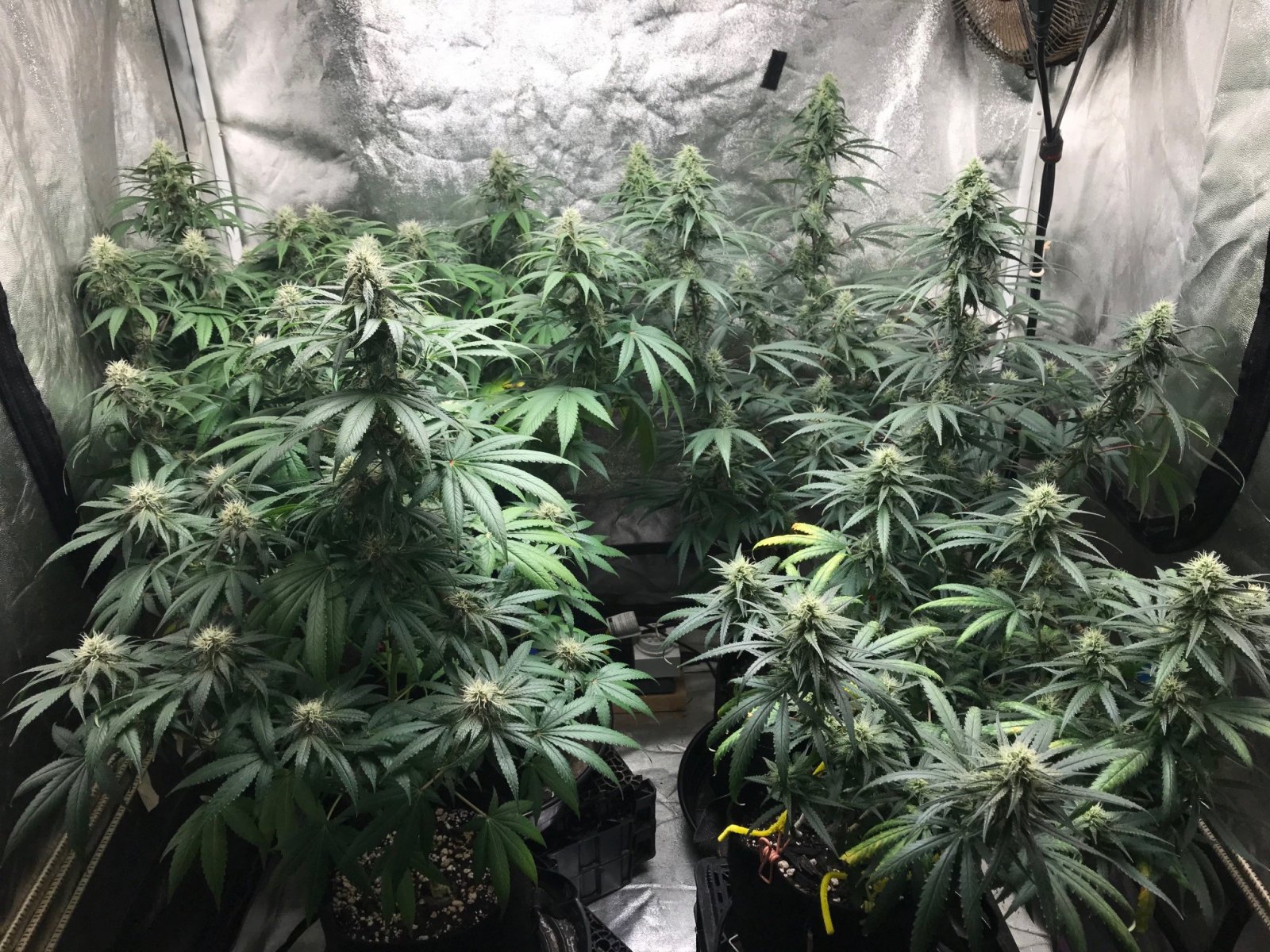 Clone tent 7-14-22 F35.jpg