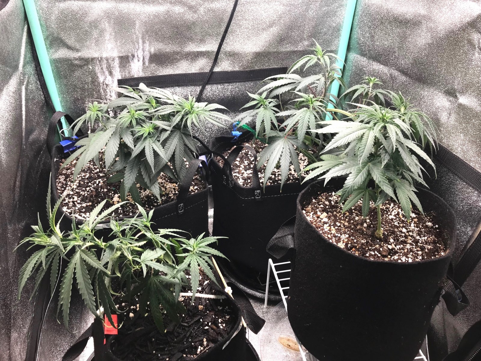 Clones 5-28-22 Dot 16.jpg