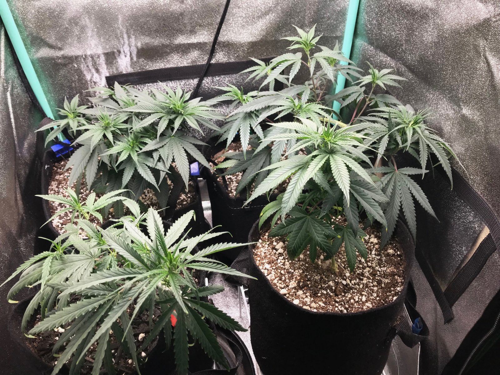 Clones 5-31-22 Dot 19.jpg