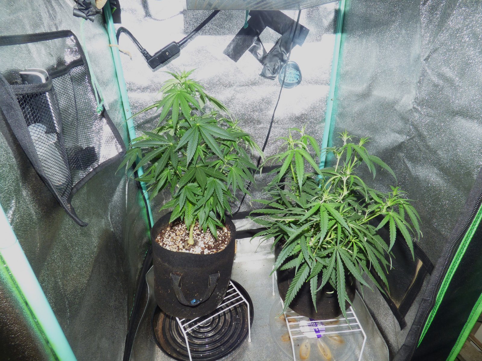 Clones 6-17-22 F8 two gone.JPG