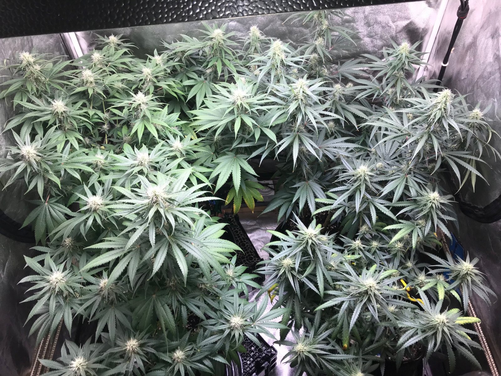 Clones 7-10-22 F29.jpg