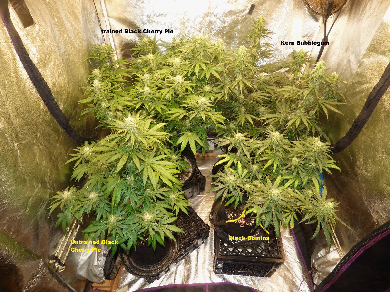 Clones 7-12-22 F33 labels.jpg