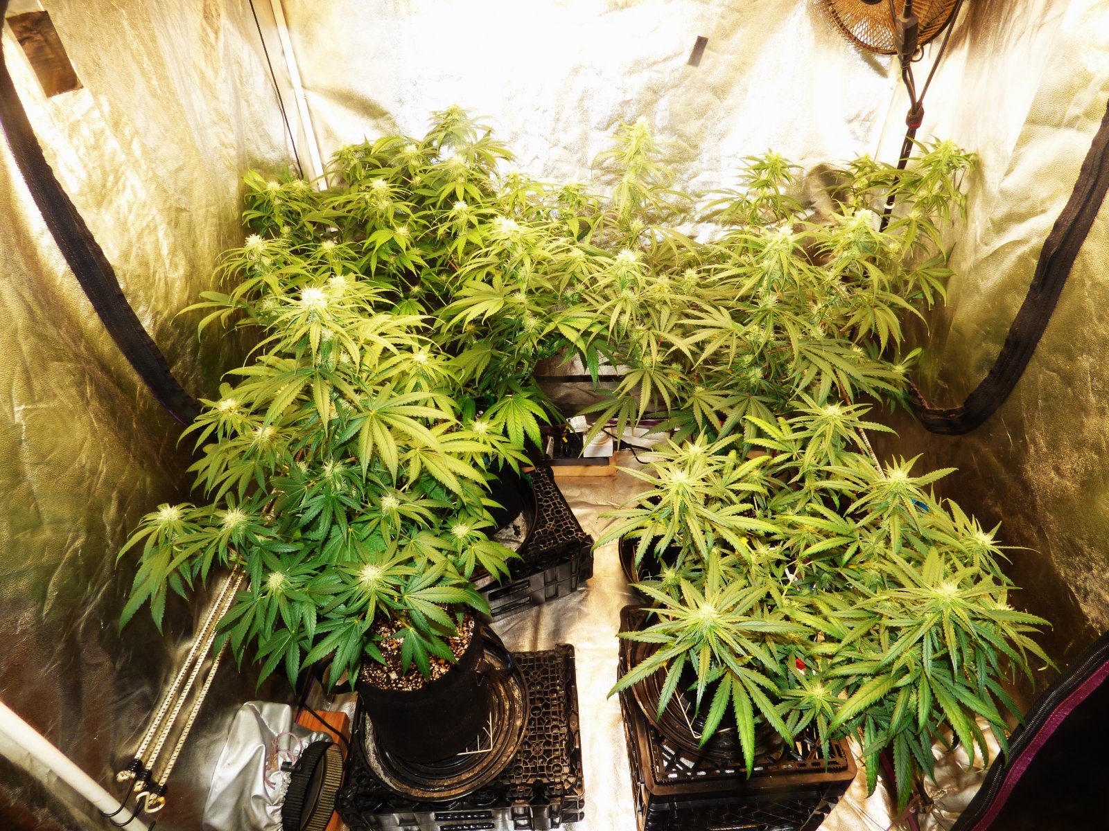 Clones 7-6-22 F27.JPG