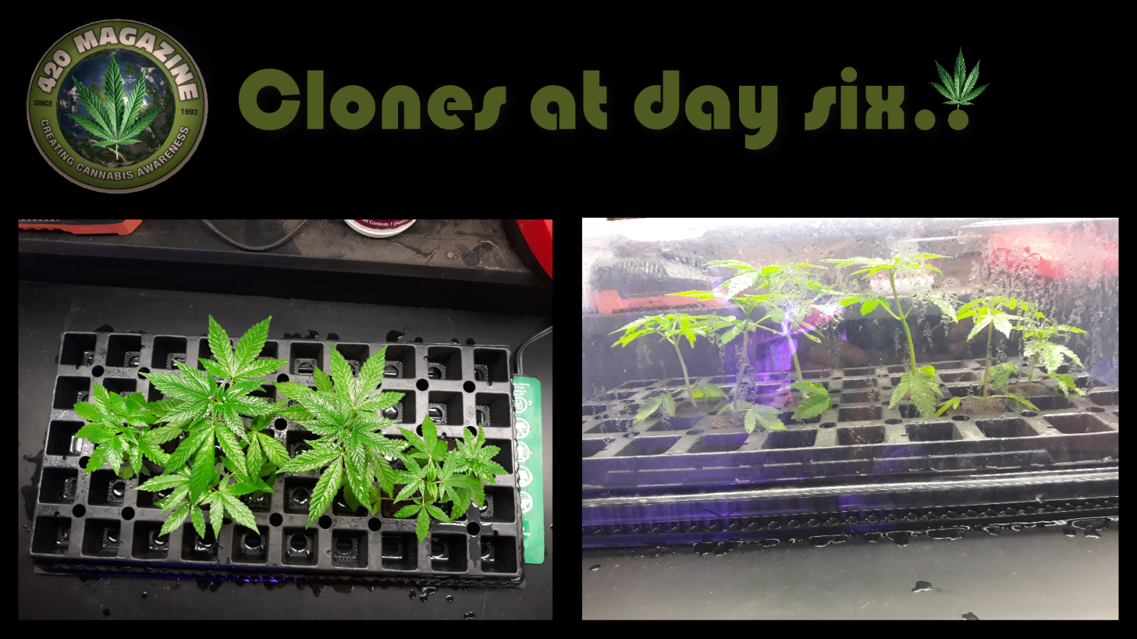 Clones at day six.PNG