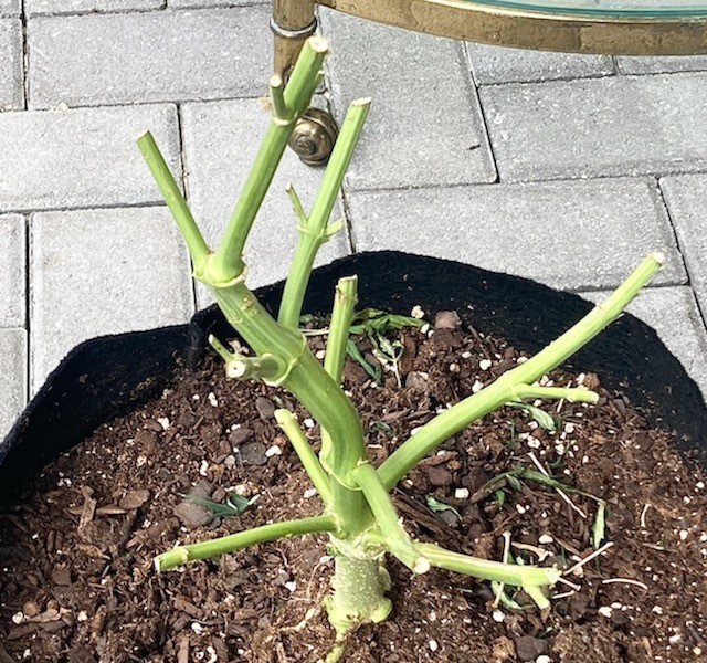 Close up of root post harvest.jpg