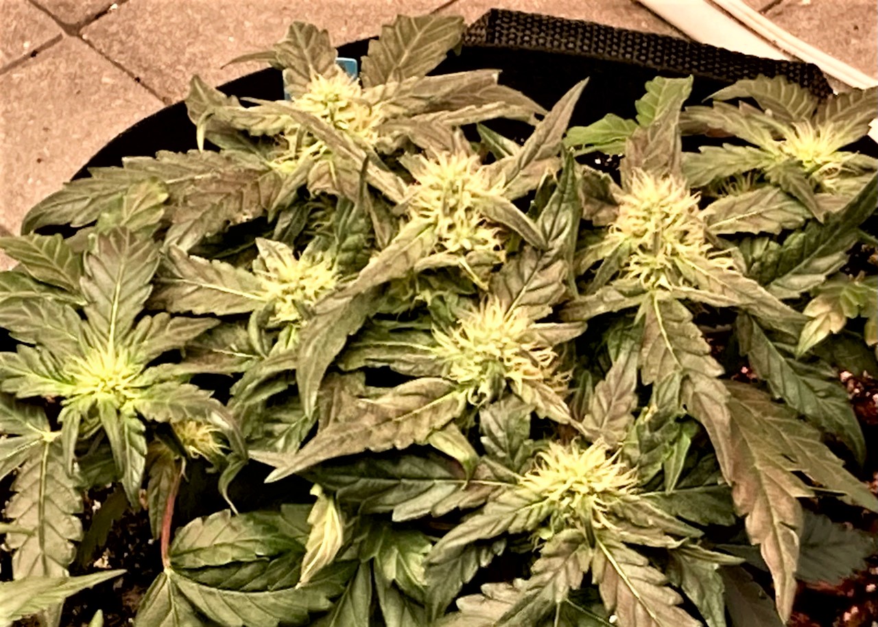 Closeup SB Indica pheno.jpg