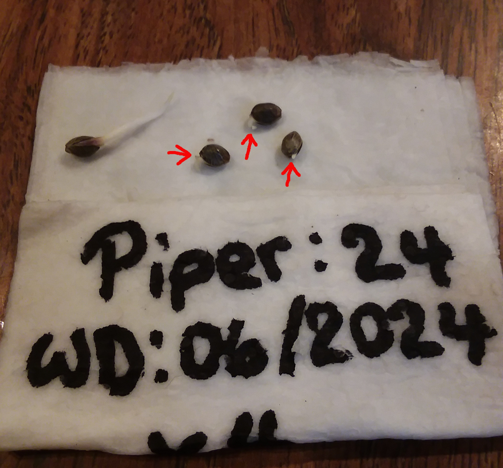 CN-J2025-01 - 02 - Remaining Piper Seeds Sprouted.jpg