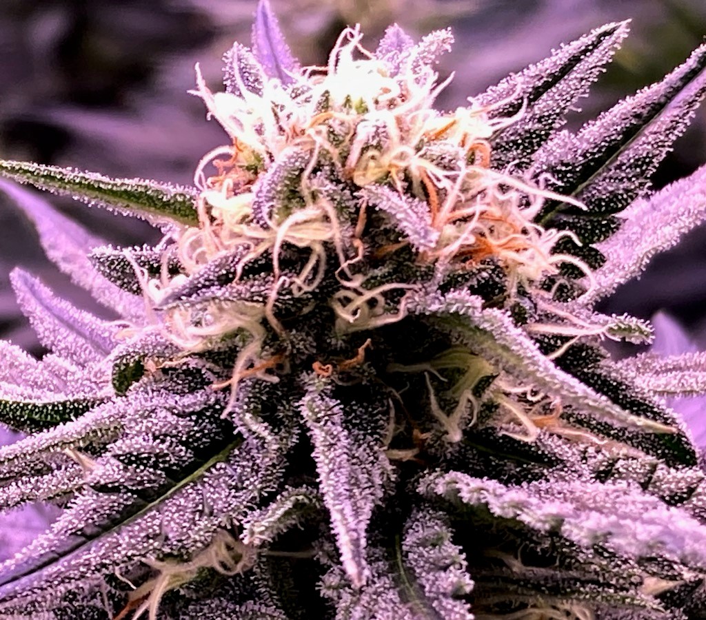 cobb bud 1.jpg