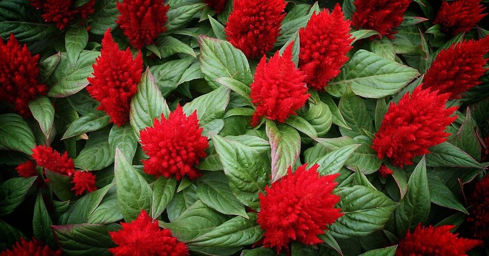 cockscomb-red.jpg