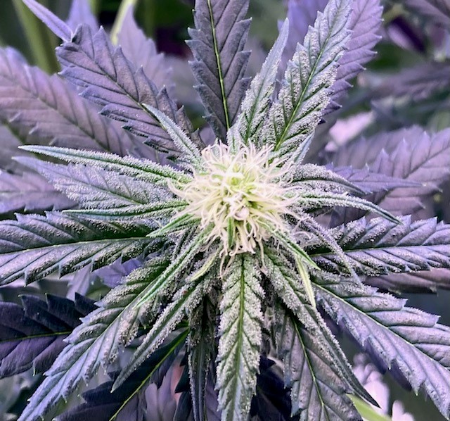 Coco BB bud 12 24.jpg