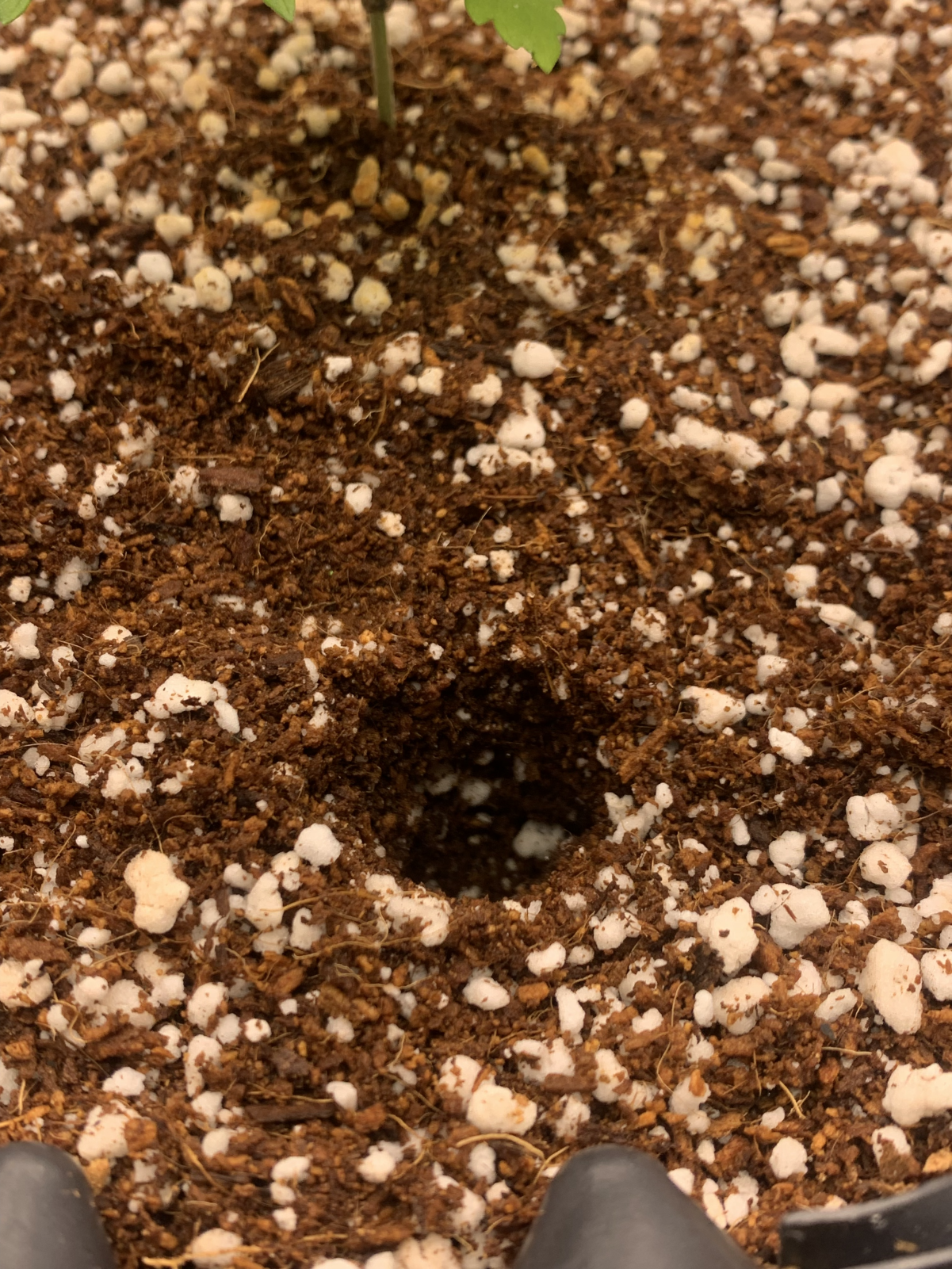 coco perlite soil.png