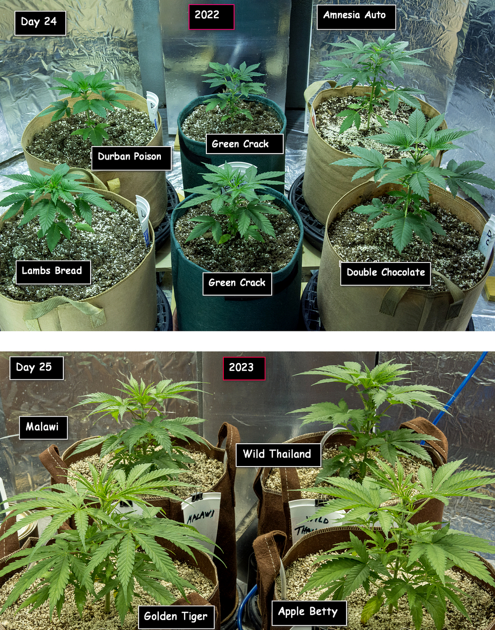 Comparison Last to current grow.jpg
