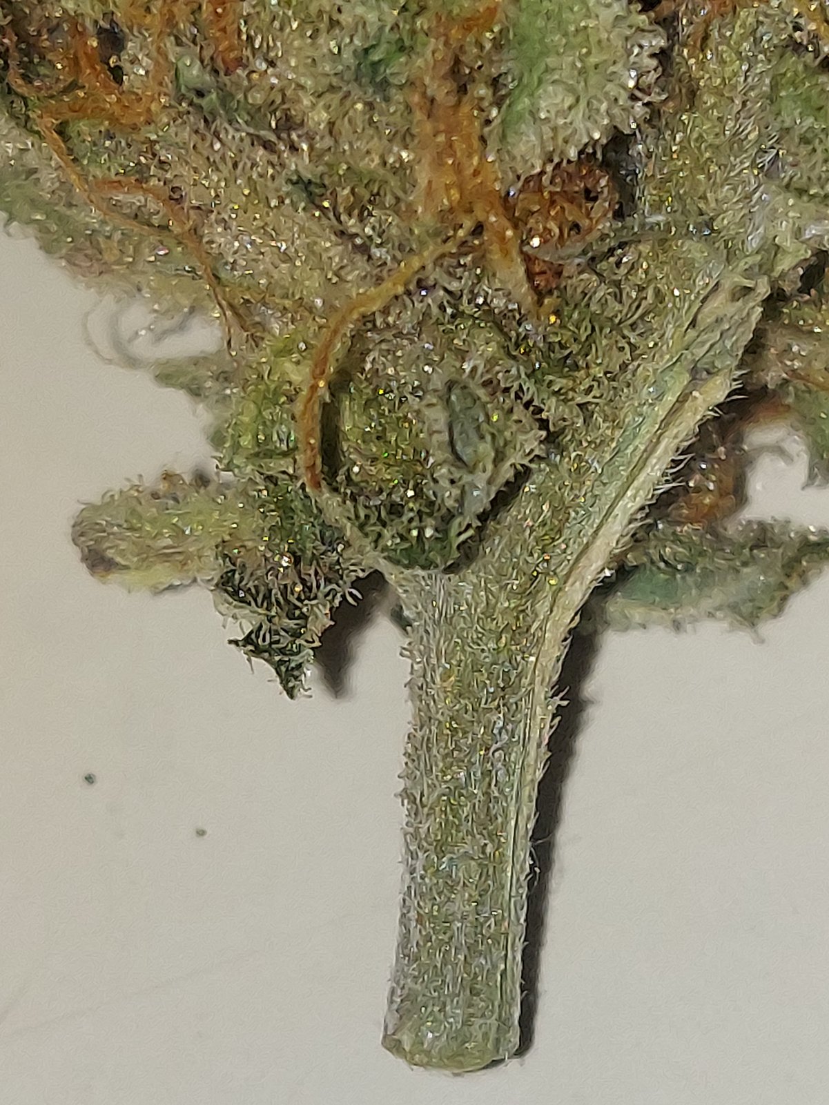 Cookies Haze Trichomes.jpg