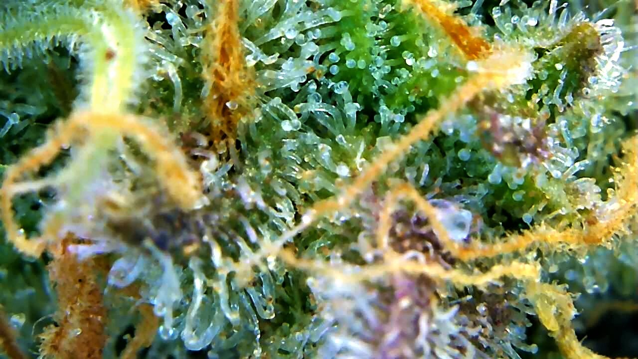 Cool CJ trichs.jpg