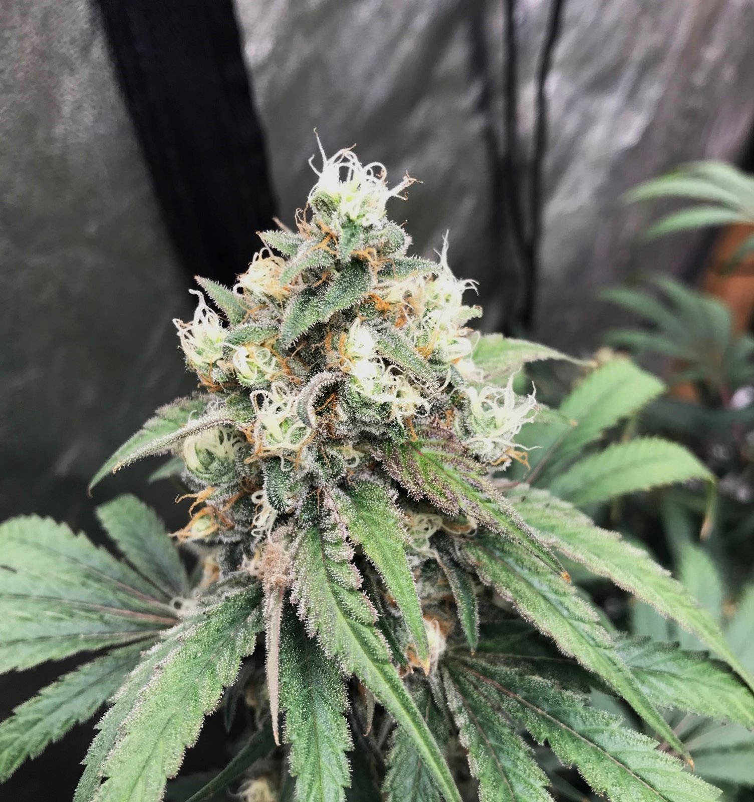 Copy 1-13-24 F48 bud.jpg