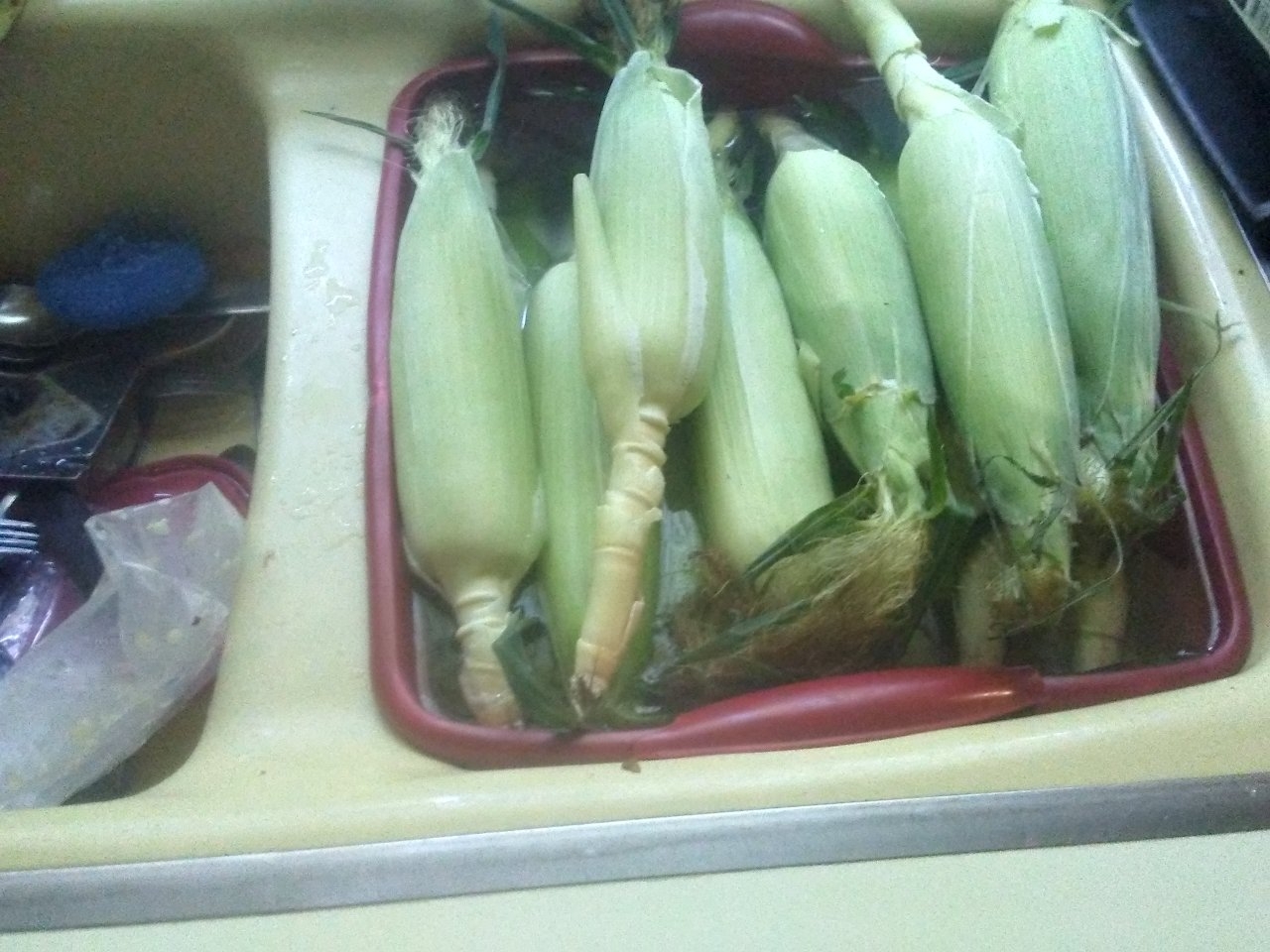 Corn Husks for Cobbing and Tamales 005.jpg