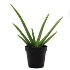 costa-farms-house-plants-90408-64_145.jpg