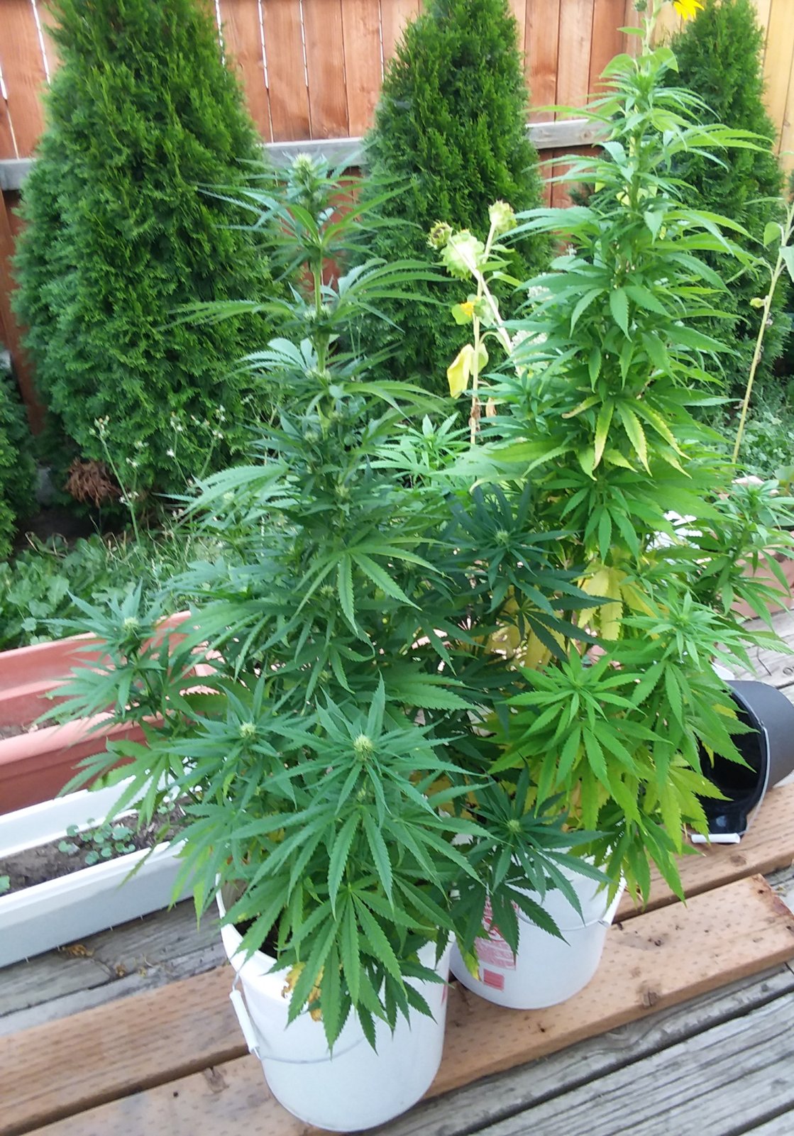 CP-Journal-Seedsman-PGC-Fem-43 - Inky and Pinky Flowered.jpg