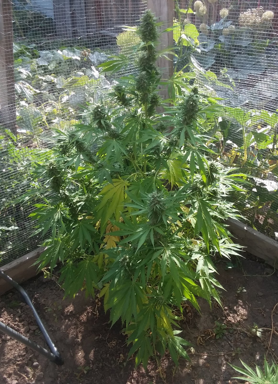 CP-Journal-Seedsman-PGC-Fem-43 - S00 - Blinky.jpg