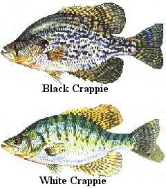 crappie.jpg