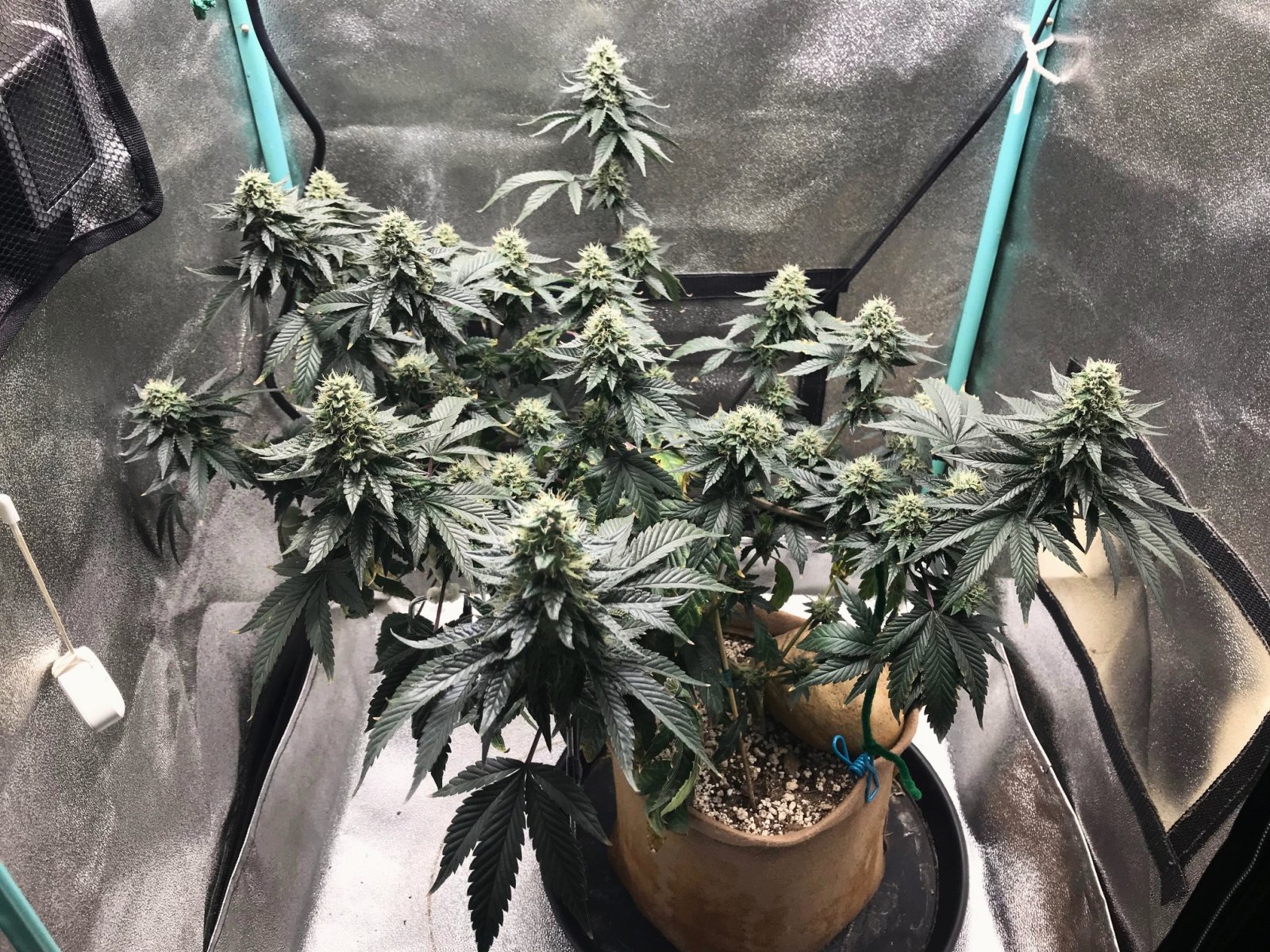 Cresc clone 6-11-23 F46.jpg