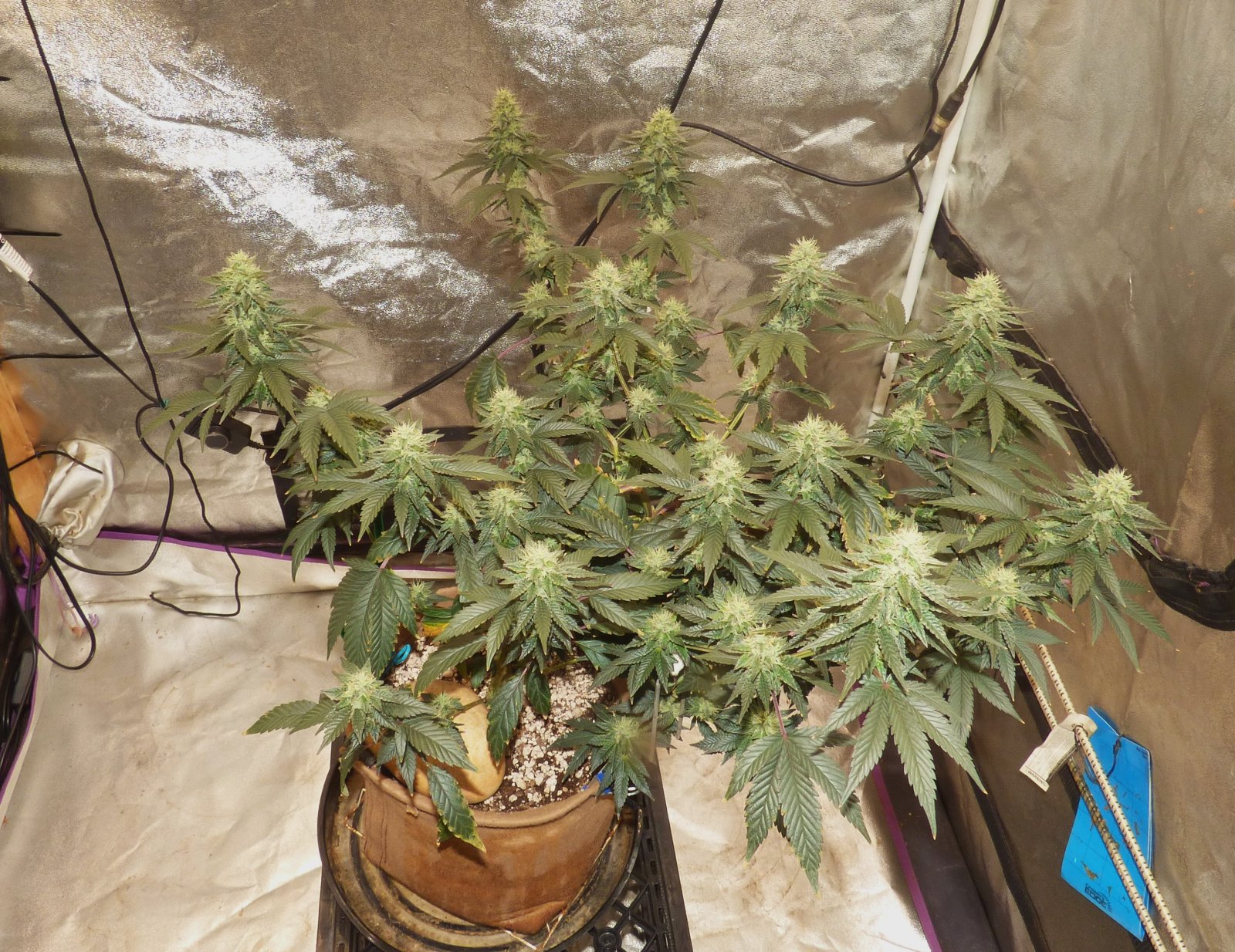 Cresc clone 6-6-23 F41.JPG