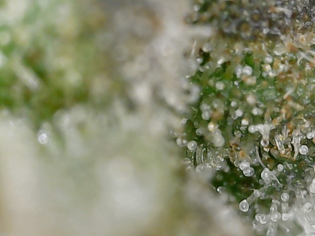 Crescendo trich 5-10-23 F83 (2).jpg