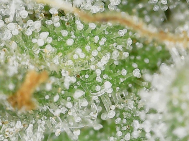 Crescendo trich 5-10-23 F83 (3).jpg