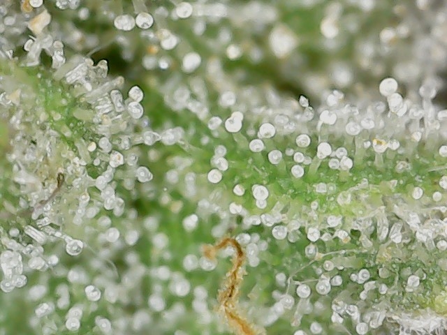 Crescendo trich 5-15-23 F87 (2).jpg