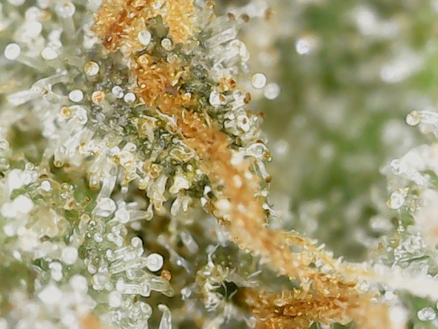 Crescendo trich 5-15-23 F87 (3).jpg