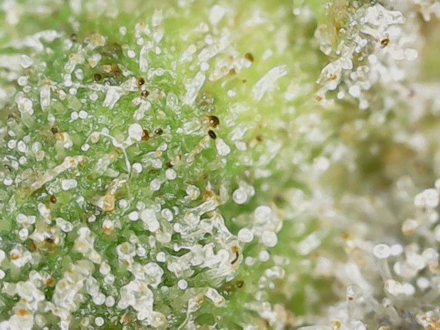 Crescendo trich 5-15-23 F87 (7).jpg