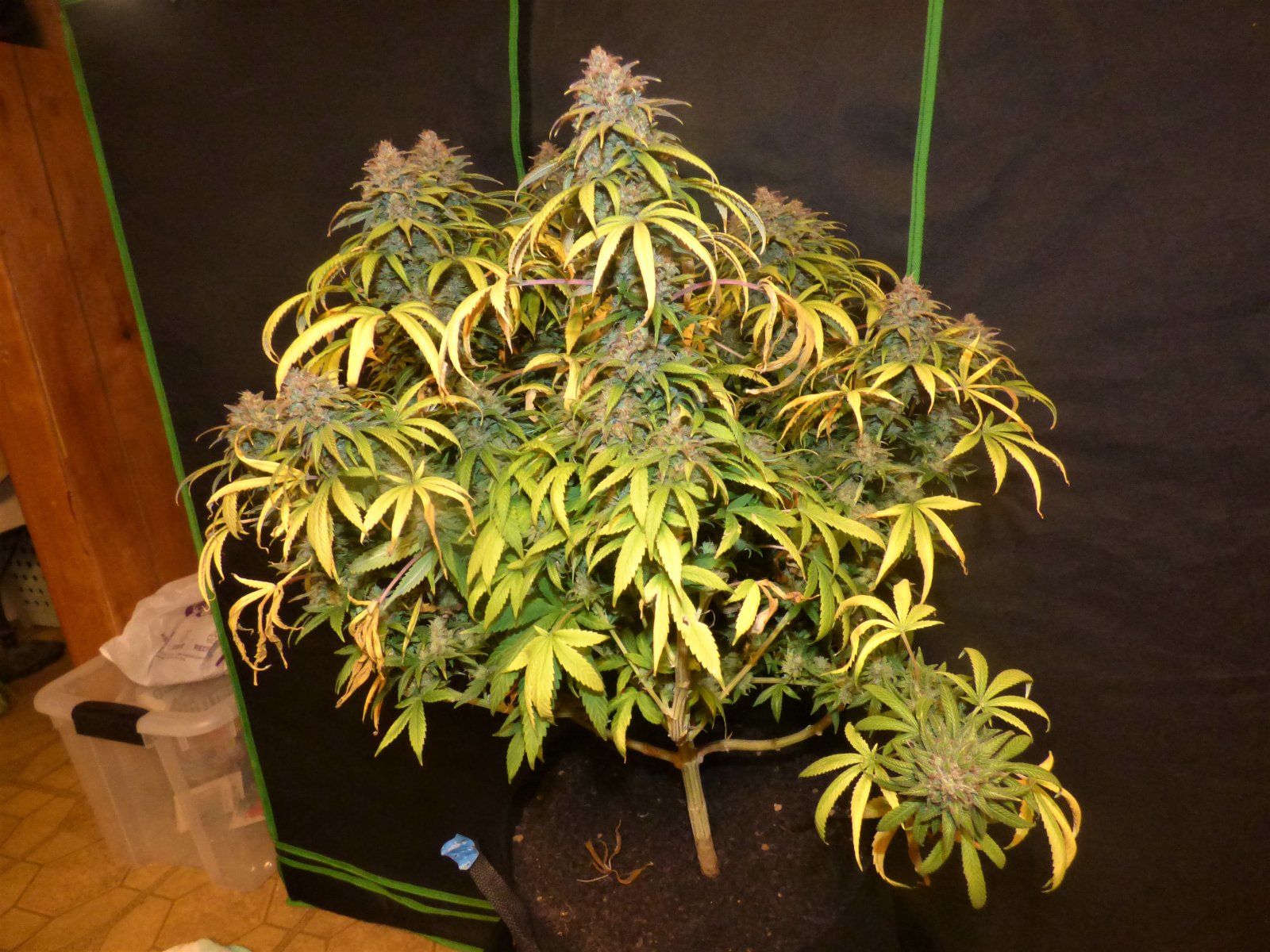 Critical Kush day 83.JPG