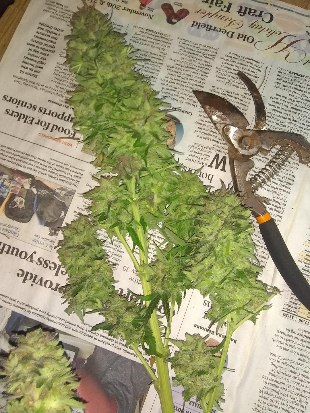 critical sour dielel bud cut.jpg