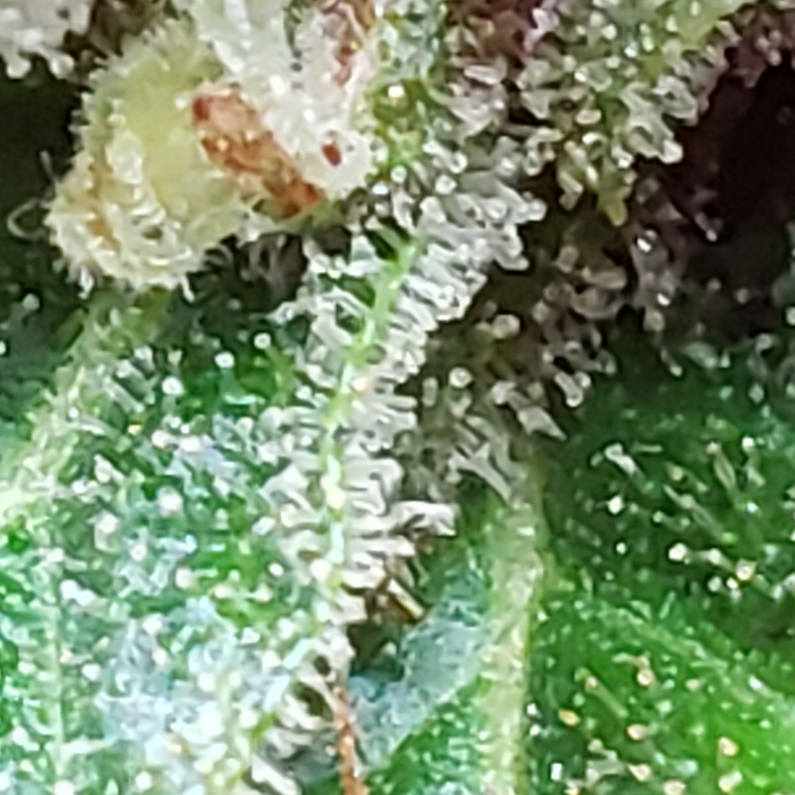 CriticalPurpleTrichomes_07022021.jpg