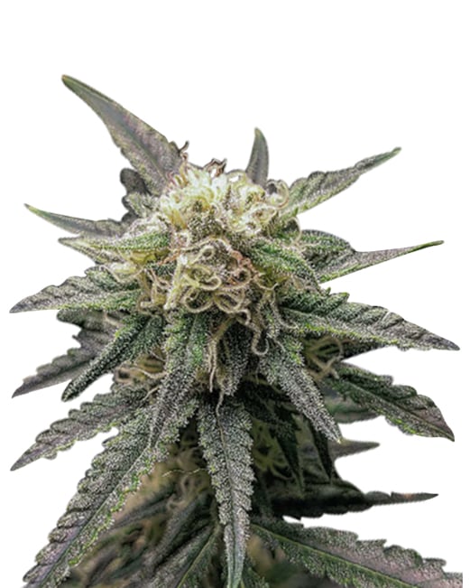 Crown-royale-strain-Feminized.jpg