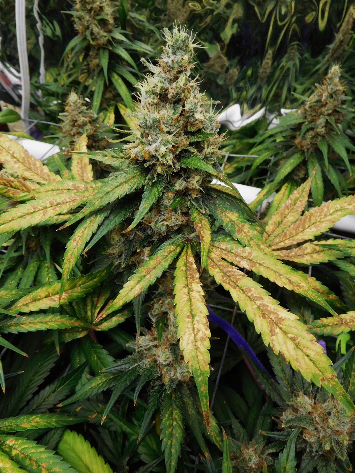 CT Day 67 flower (6).JPG