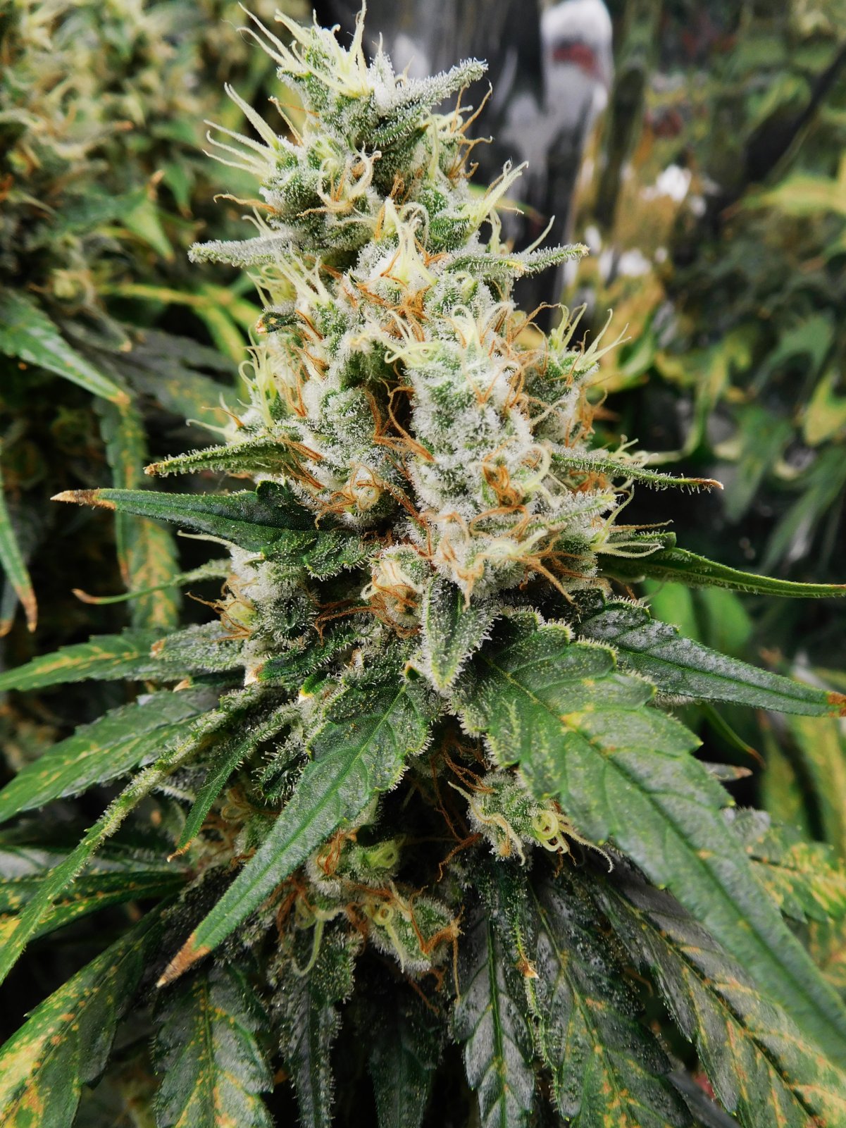 CT Day 67 flower (9).JPG