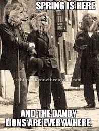 dandy lions.jpg