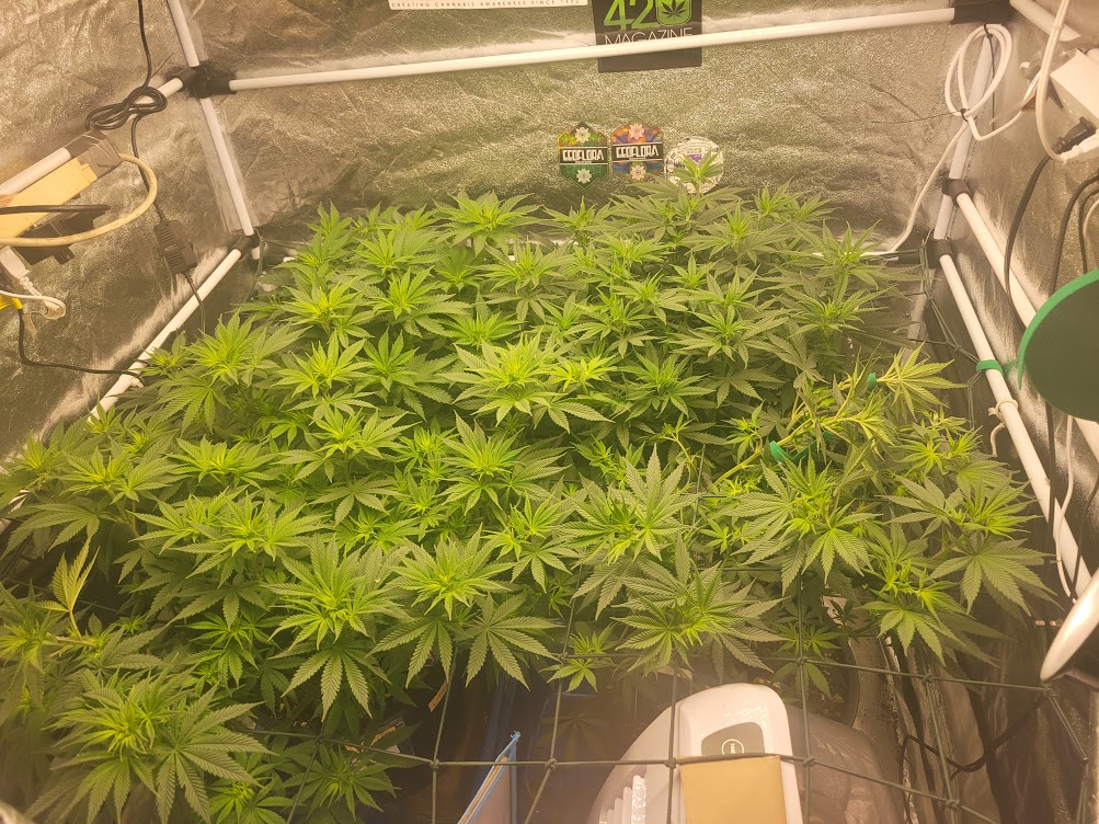 Day 1 flower oct 6.jpg