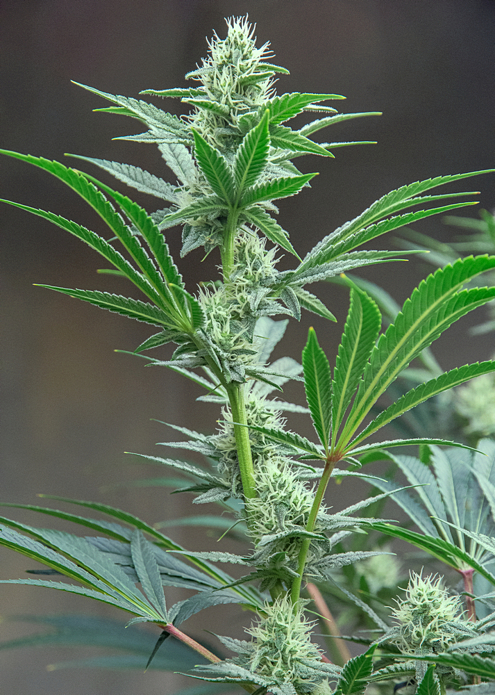 Day 33 of 74 MW bud 29 Nov.jpg