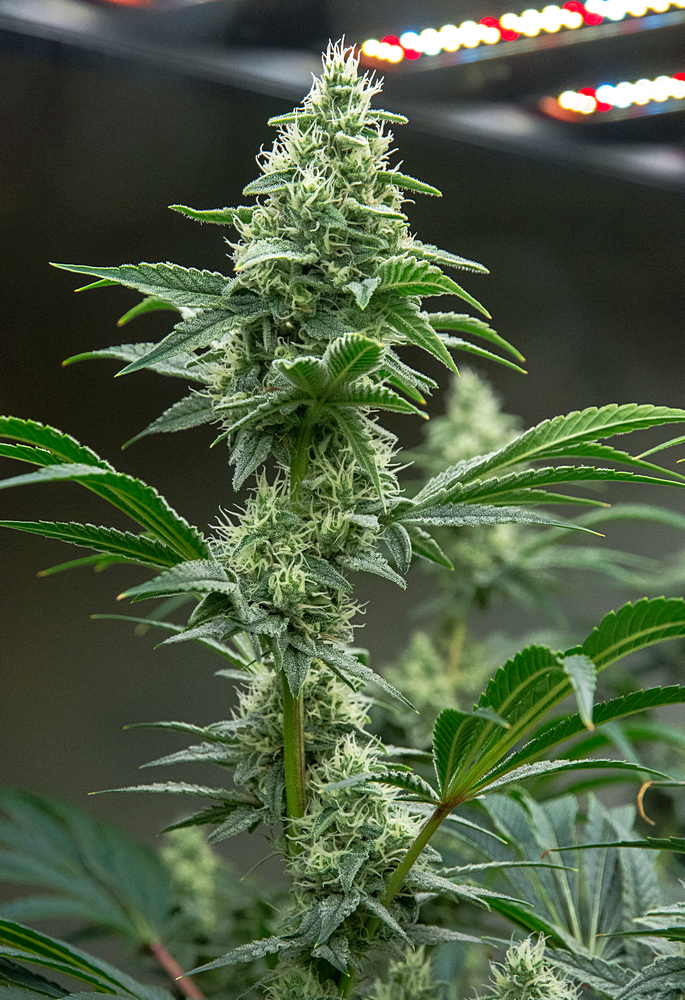 Day 41 of 82 MW bud 7 Dec.jpg