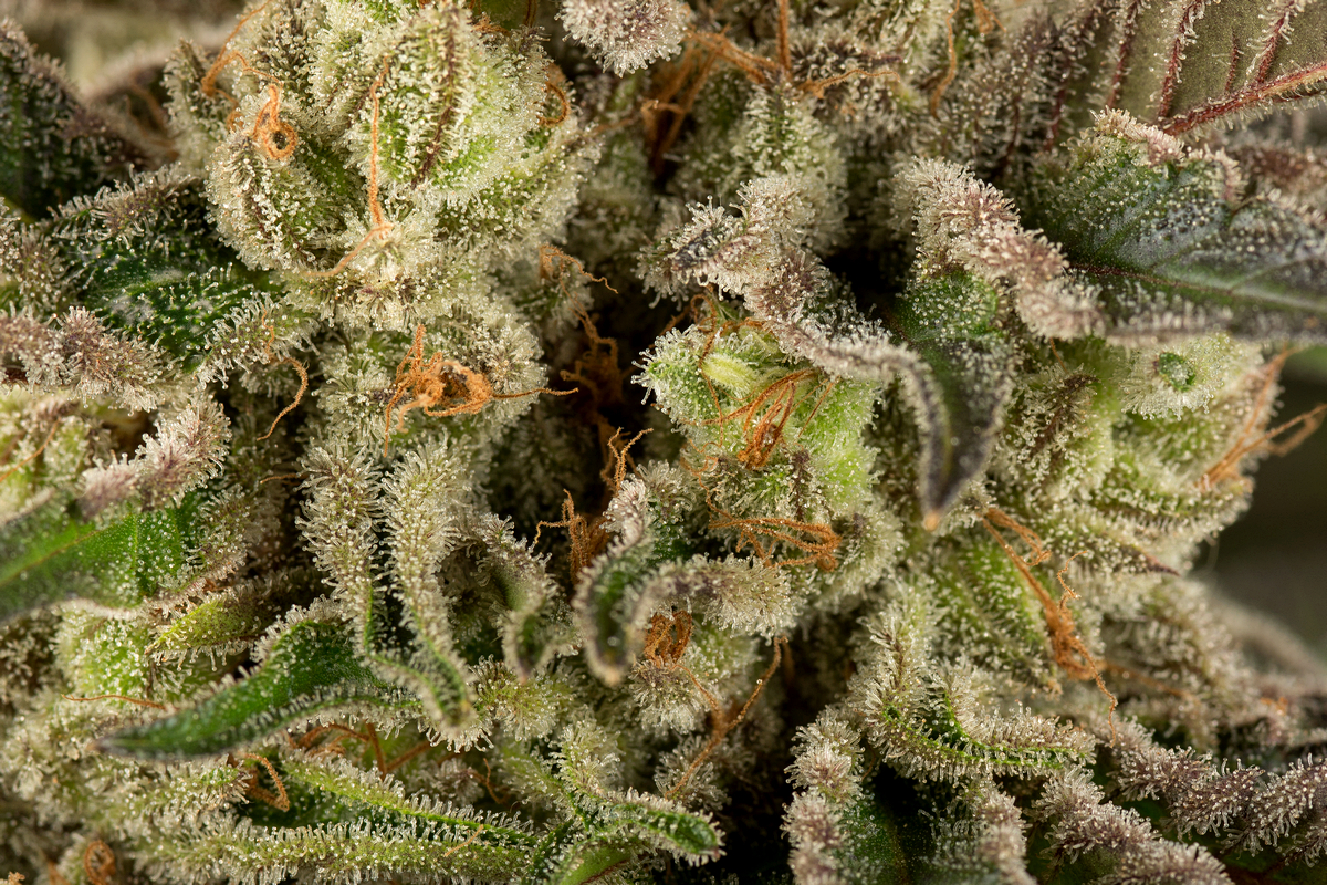 Day 62 Bud five 25 Oct.jpg