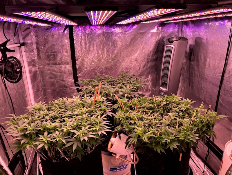 Day One Stretch Grow Day 71 Front perspective.jpg