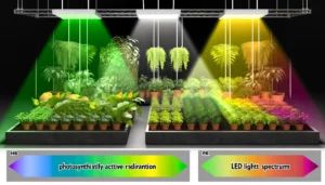 An indoor garden flourishing under LED grow lights, highlighting advanced lighting systems and a variety of plants at different growth stages in an environment designed for sustainability and efficiency.