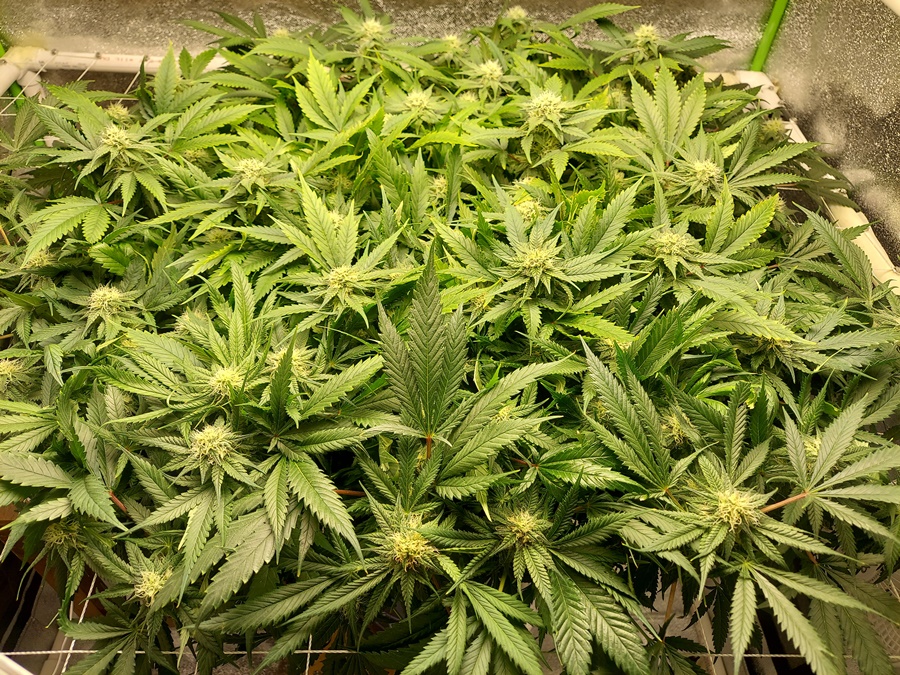 Dinafem Big Kush Bud Buddy 11-28-20.jpg