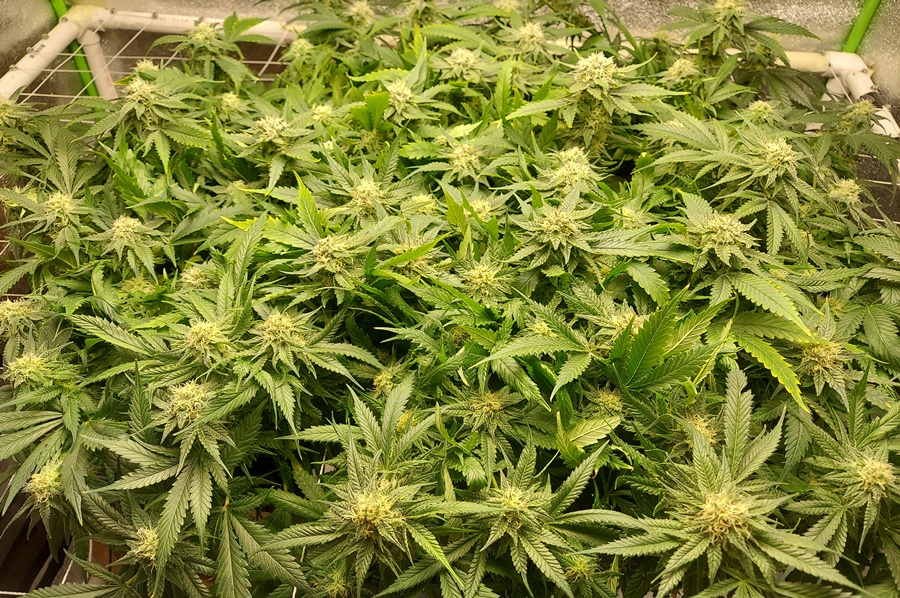 Dinafem Big Kush Bud Buddy 12-04a-20.jpg