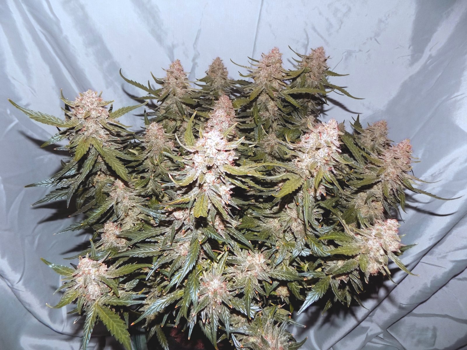 Dope Seeds Gelato 91 Days A.jpg