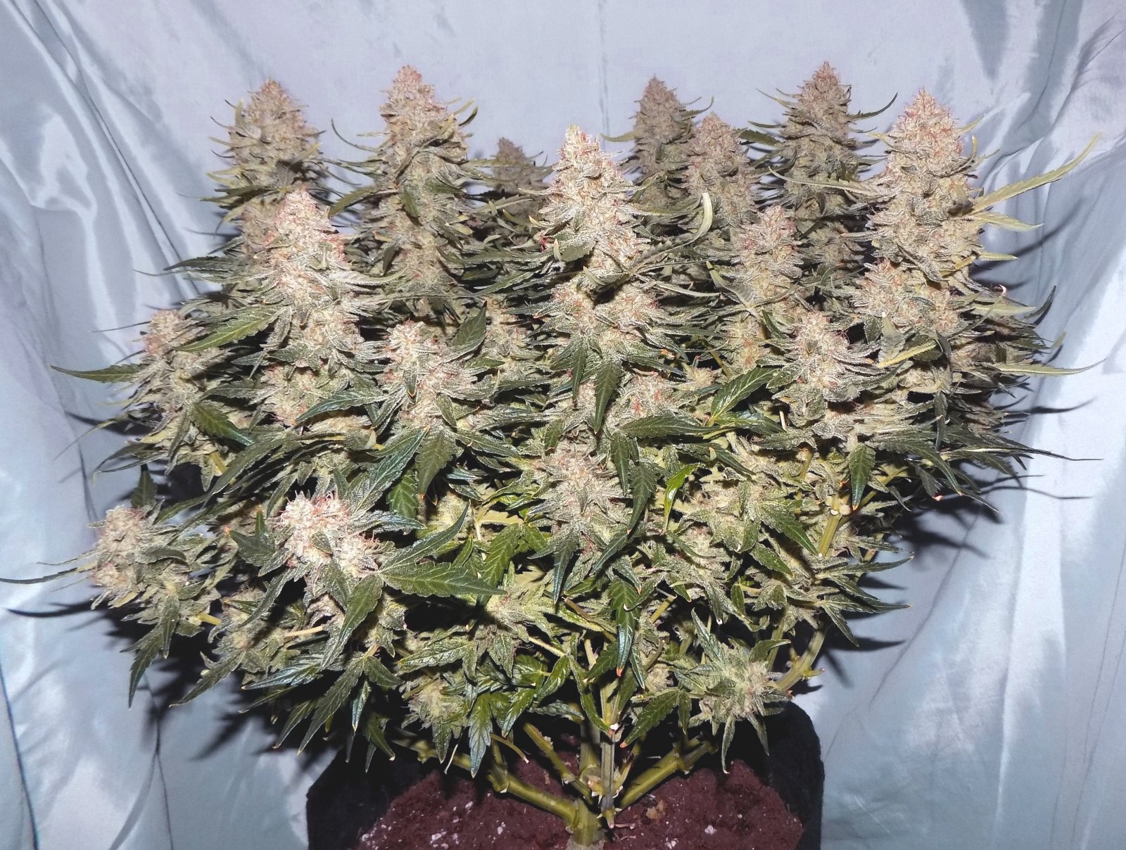 Dope Seeds Gelato 91 Days.jpg